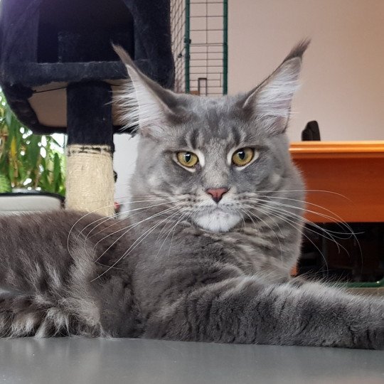 OLYMPE Femelle Maine coon