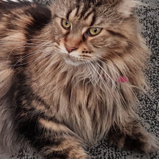 chat Maine coon polydactyle brown tabby blotched tabby LEELOU PP DU BONHEUR FELIN Chatterie des Terres Chamarel