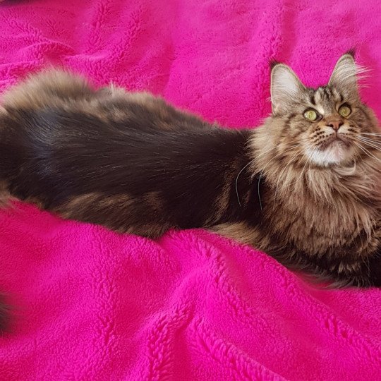 LEELOU PP DU BONHEUR FELIN Femelle Maine coon polydactyle
