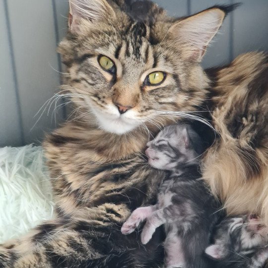 RHEA DES TERRES CHAMAREL Femelle Maine coon