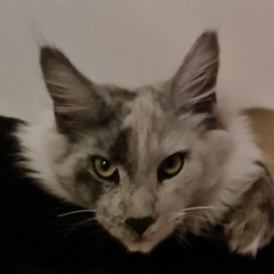 ALWARO SHADED PRINCE Mâle Maine coon
