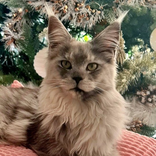 SHERLEY DES TERRES CHAMAREL Femelle Maine coon