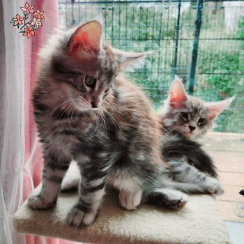Chaton Maine coon Chatterie des Terres Chamarel Chaton Maine coon Chatterie des Terres Chamarel